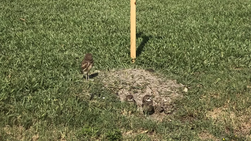 Burrowing Owl 