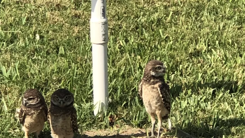 Burrowing Owl