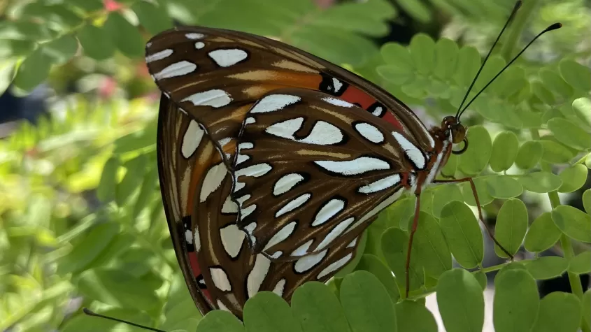 butterfly image