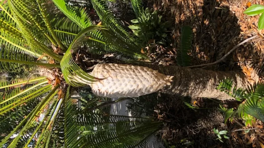 View into the earliest landscapes through cycads and all the factors of its growth in our Garden Talk. 